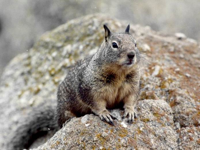 Scoiattoli londinesi. Sciurus carolinensis